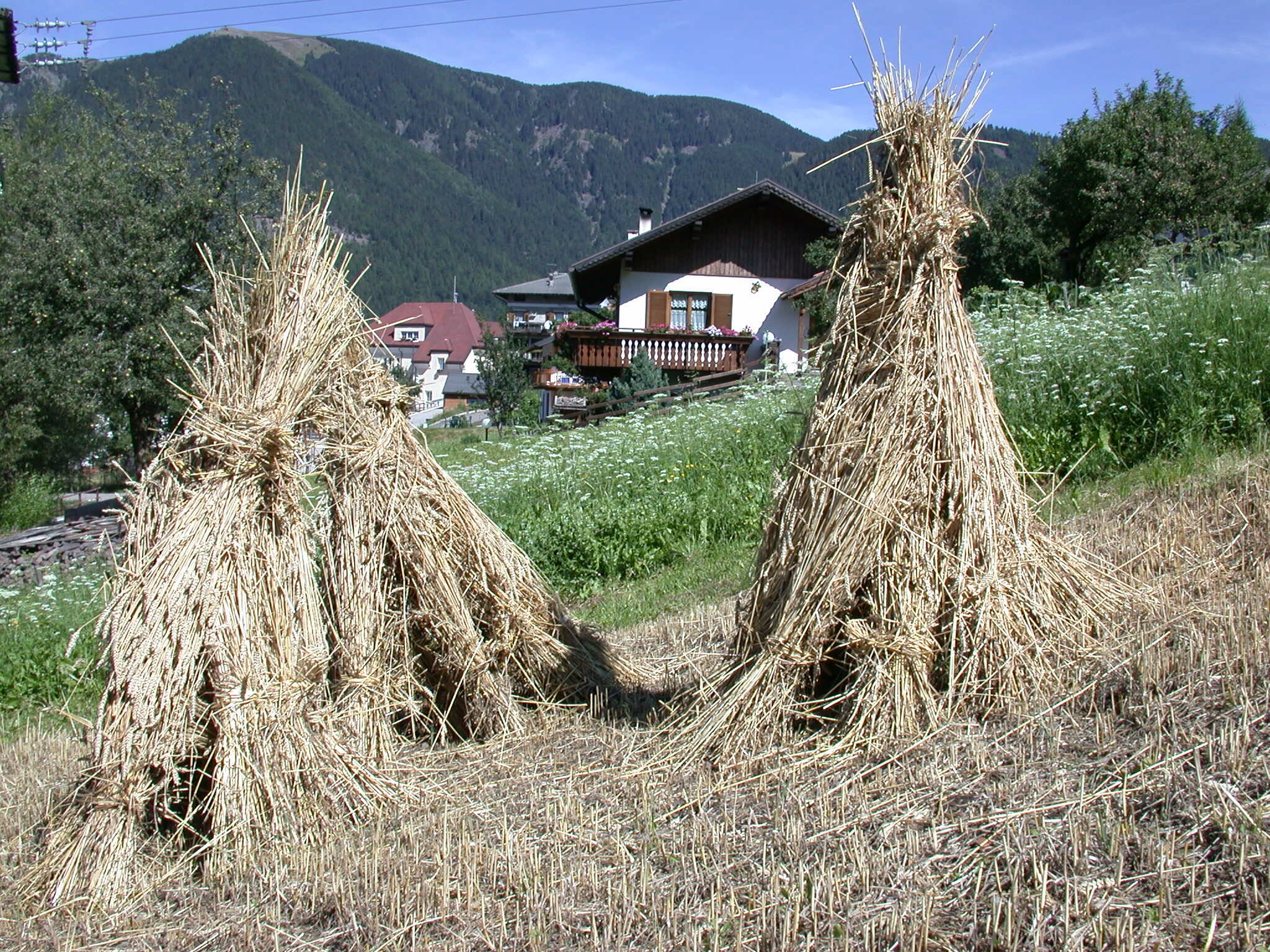 Bild: Rockenòcker - Campo di segale, Vlarotz/Fierozzo